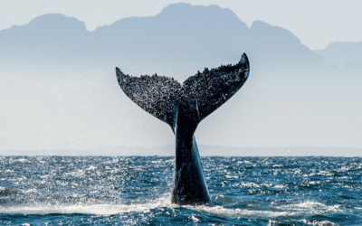 Whale Season in the Whitsundays