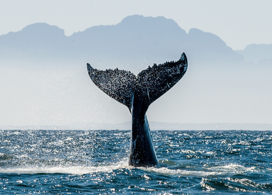 Whale Season in the Whitsundays