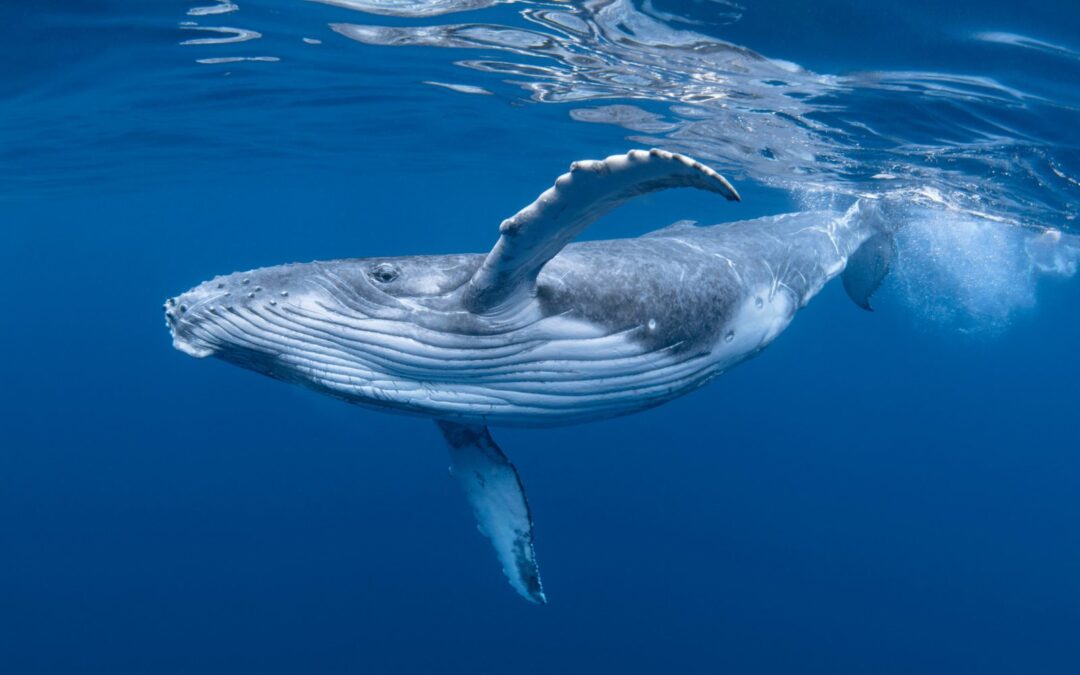 Whale Season in the Whitsundays