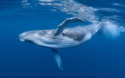 Whale Season in the Whitsundays